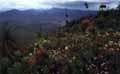 Stirling Ranges W.A.