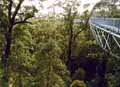 Tree Top Walk W.A.