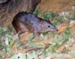 Bandicoot