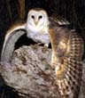 Barn owl