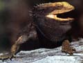 Bearded Dragon