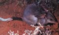 Bilby