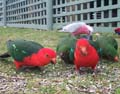 King Parrots