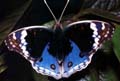 Blue Argus Butterfly