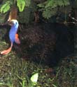Cassowary