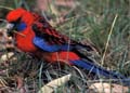 Crimson Rosella