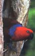 Eclectus