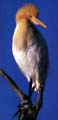 Egret