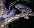 Tawny Frogmouth