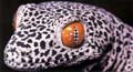 Golden Tailed Gecko