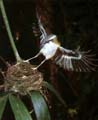 Grey Headed Robin