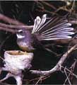 Greyfantail