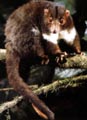 Herbert River Ringtail