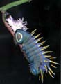 Hercules Moth Caterpiller