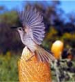 Honeyeater