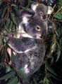Koalas