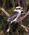 Kookaburra