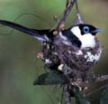 Monarch Flycatcher