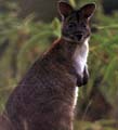 Pademelon