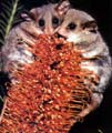 Pygmy Possum