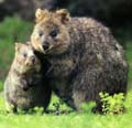 Quokka
