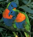 Rainbow Lorrikeet
