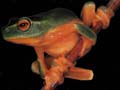 Red-Eyed Tree Frog