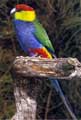 Redcap Parrot