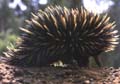 shortbeaked Echidna