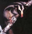 Striped Possum