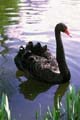 Swan