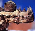 Thorny Devil