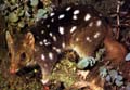 Tiger Quoll
