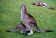 Wallabies