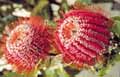 Banksia