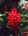 Belize Flower