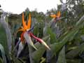 Bird Of Paradise