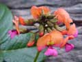 Coral Pea