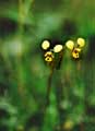Donkey Orchid
