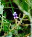 Emerald Orchid