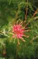 Grevillia