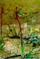 Kangaroo Paw
