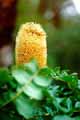 Banksia