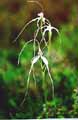Spider Orchid