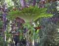 Stag Horn