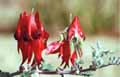 Sturt Pea