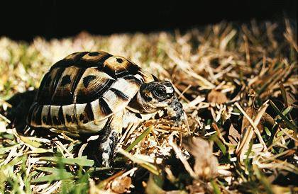 MY TURTLE/TORTOISE