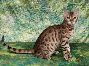 image of bengal