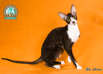 image of cornish cat