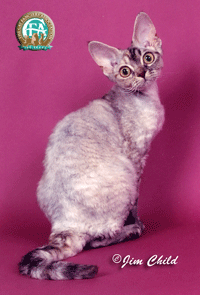 image of devon rex